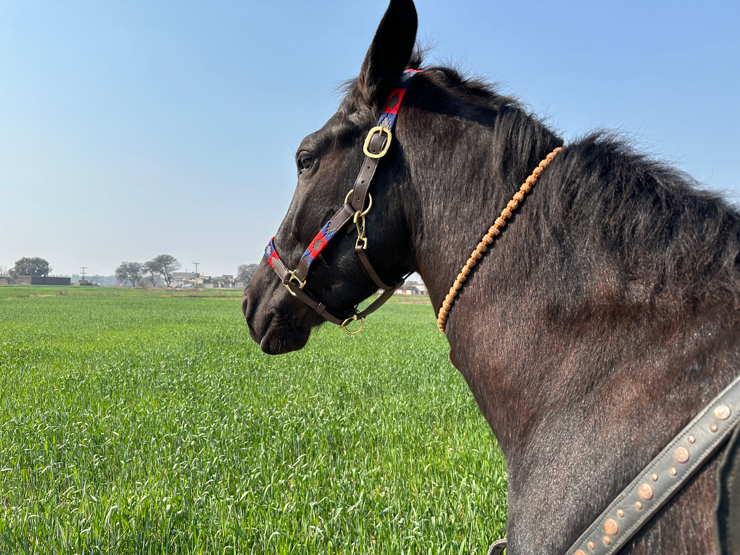 Brown Polo Leather Halter - Brass Hooks & Buckles, Premium Horse Halter