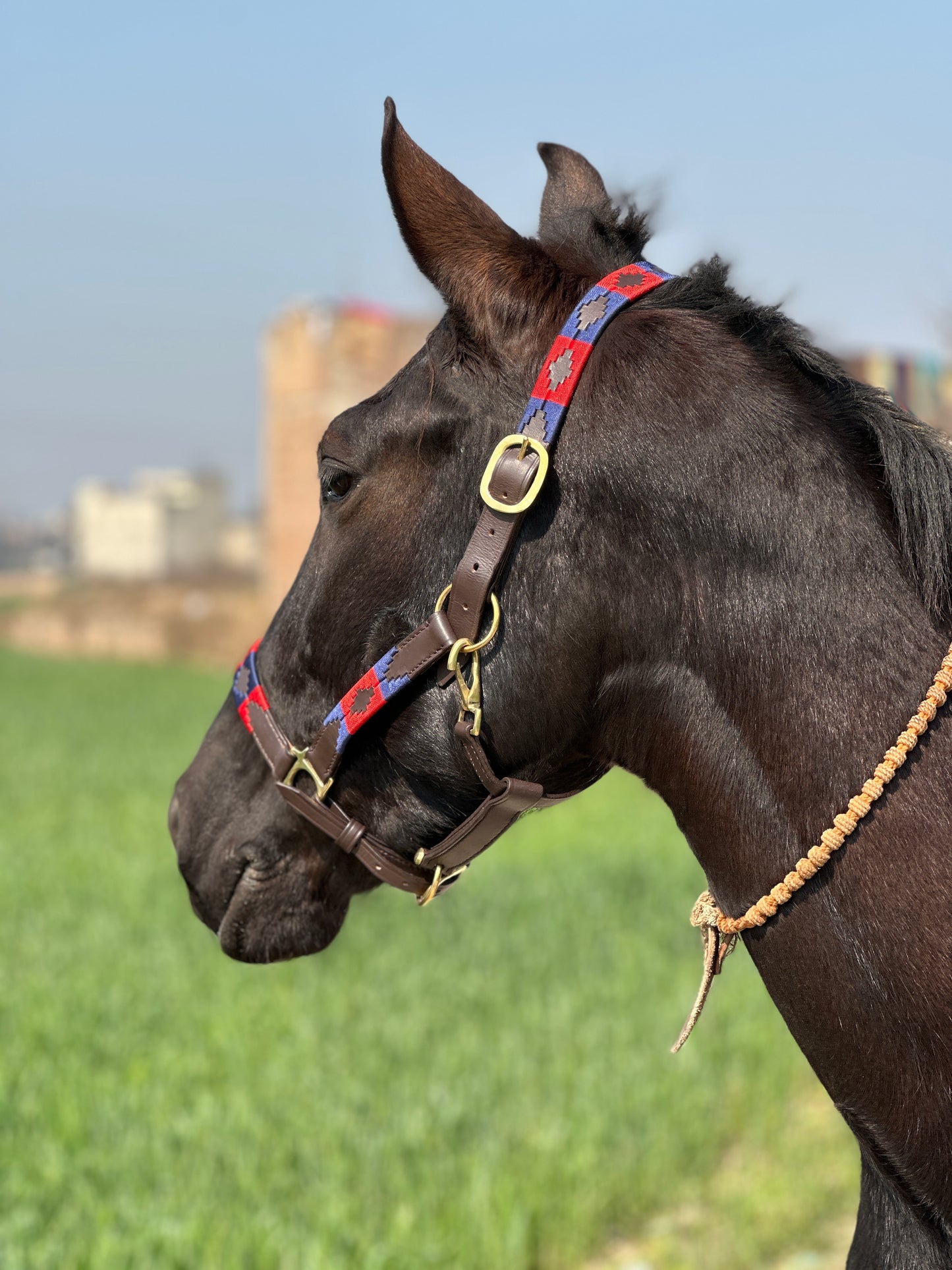 Brown Polo Leather Halter - Brass Hooks & Buckles, Premium Horse Halter